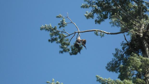 eagle stuck in tree 