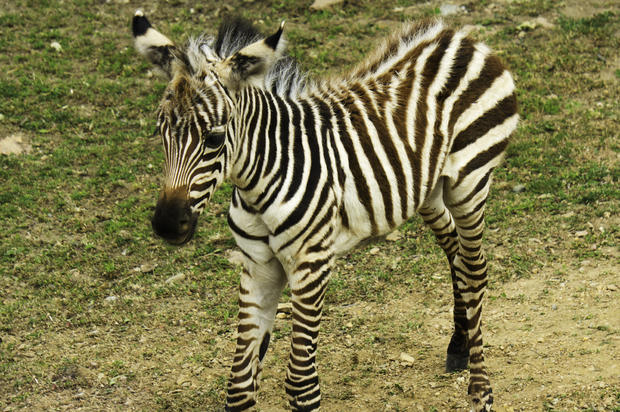 Zebra baby - Como Zoo 