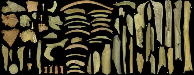 neanderthal-bones-full-width.jpg 