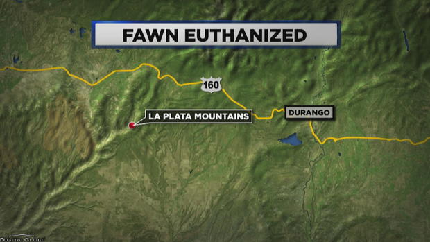 Fawn Euthanized MAP 
