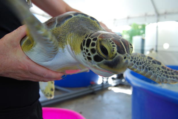 Presley -  sea turtle 