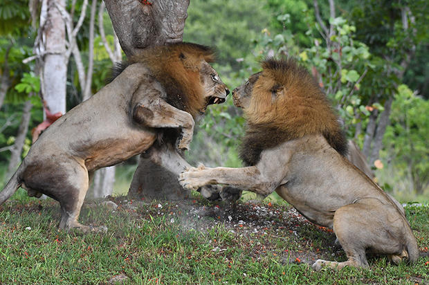 lions-fighting-12-by-ron-magill.jpg 