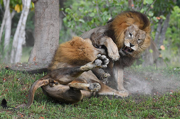 lions-fighting-9-by-ron-magill.jpg 