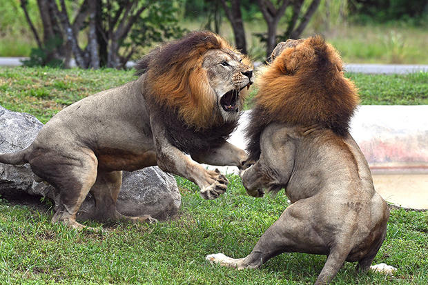 Lions Fighting 