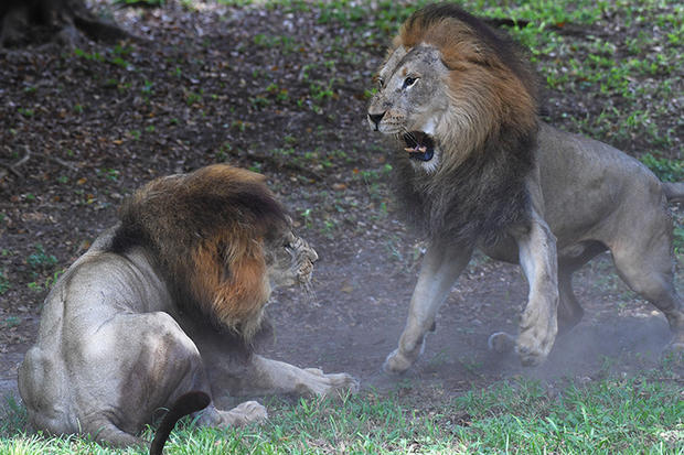 lions-fighting-1-by-ron-magill.jpg 