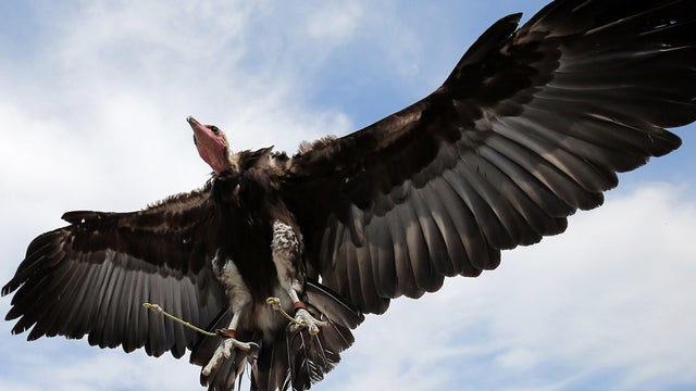 hooded-vulture-getty-470804248.jpg 