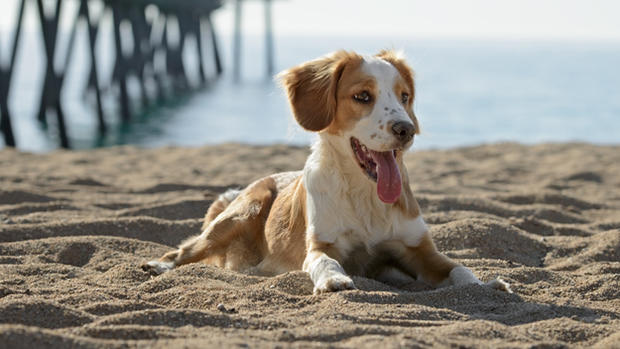 Dog On Beach File 