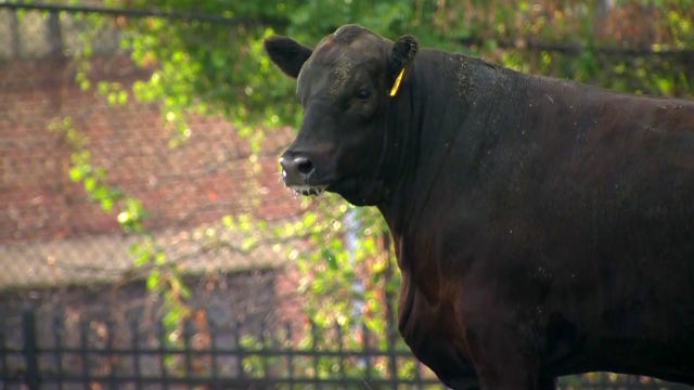 ​One of two bulls that escaped from a Baltimore slaughterhouse was corralled in an apartment complex's gated area on July 22, 2016. 