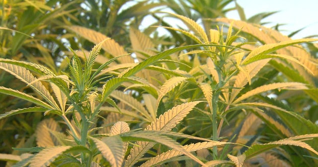 Pot ingredient THC found in Colorado town's water supply CBS News
