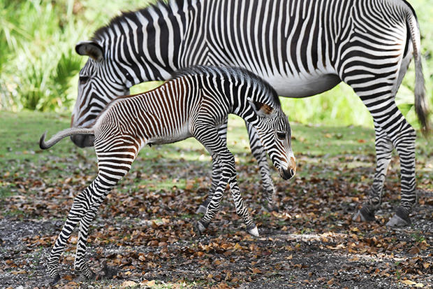 Zoo Miami New Zebra 