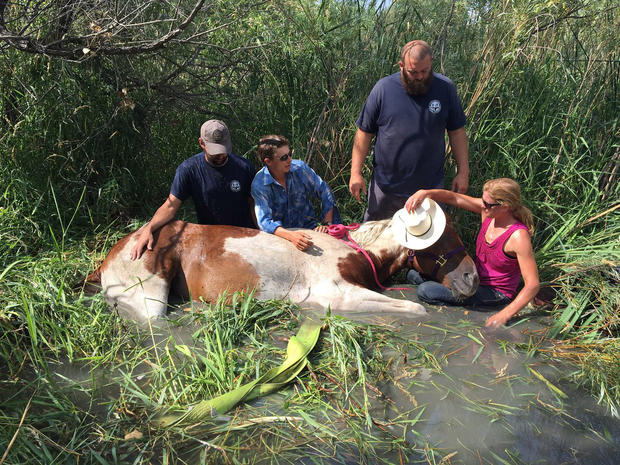 CCSP Horse Rescue 