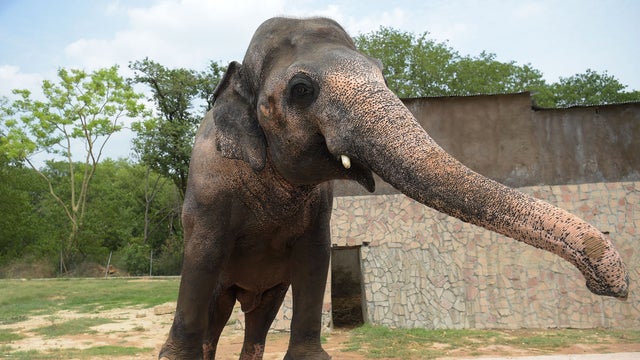 Pakistani elephant Kaavan is seen at the Marghazar Zoo in Islamabad June 30, 2016. 