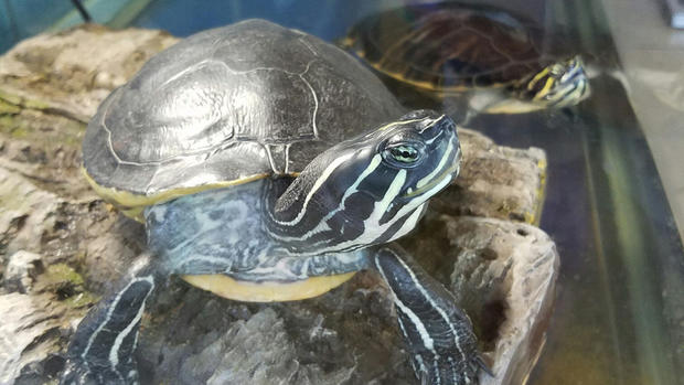 turtles-arl 