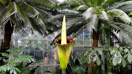 august-2-2016-bloom-opening-88-inches-corpse-flower-opamorphophallus-titanumcp-at-u-s-botanic-garden14701523315024443257ver1-0.jpg 