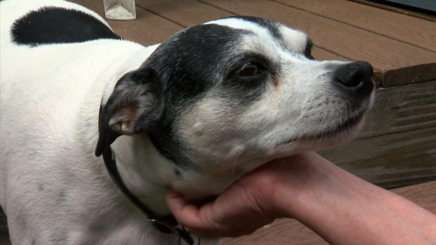 Lola - St. Paul Dog Poisoning Victim 