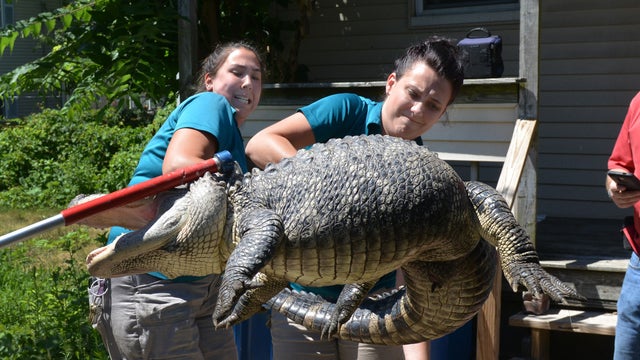 Representatives from the Zoo at Forest Park in Springfield, Mass., handle a 6-foot-long, 150-pound alligator found in a backyard in West Springfield, Mass. 