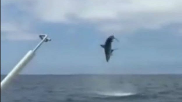 shark-jump.jpg 
