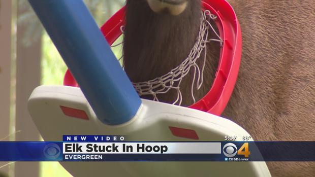elk stuck in hoop 
