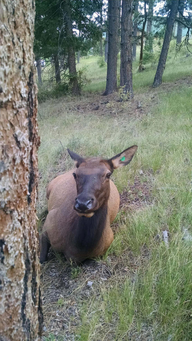 Elk 4 