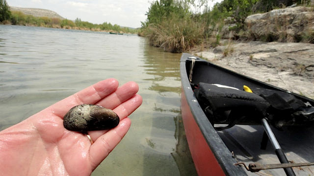 texas-hornshell-mussel.jpg 