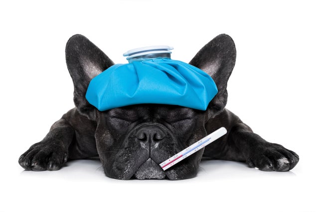 10 common pet health problems and how much they cost