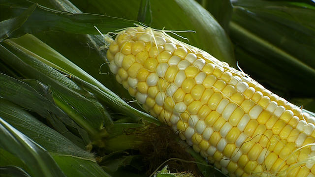 corn-generic.jpg 