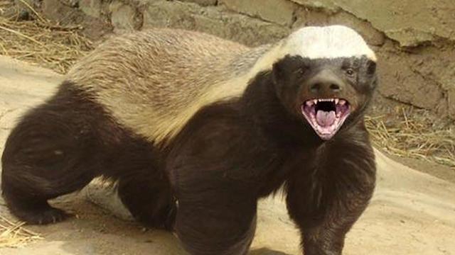 honey-badger.jpg 