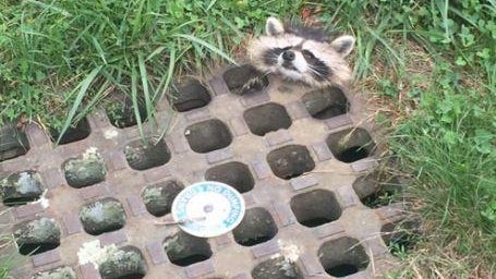 raccoon.jpg 