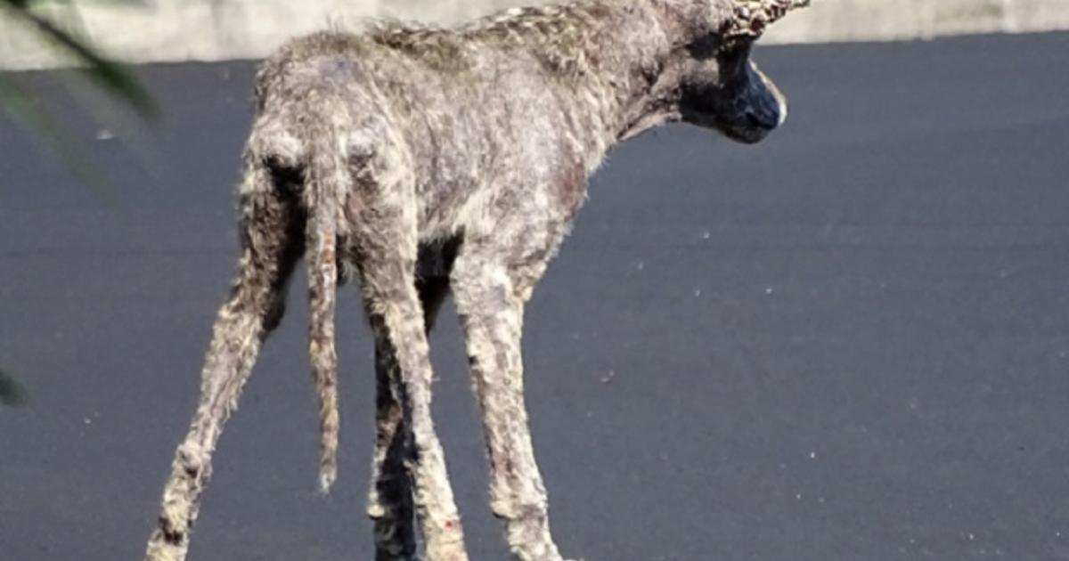 can a dog get mange from a coyote