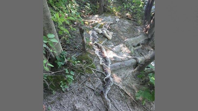 snakeskin-maine-river.jpg 
