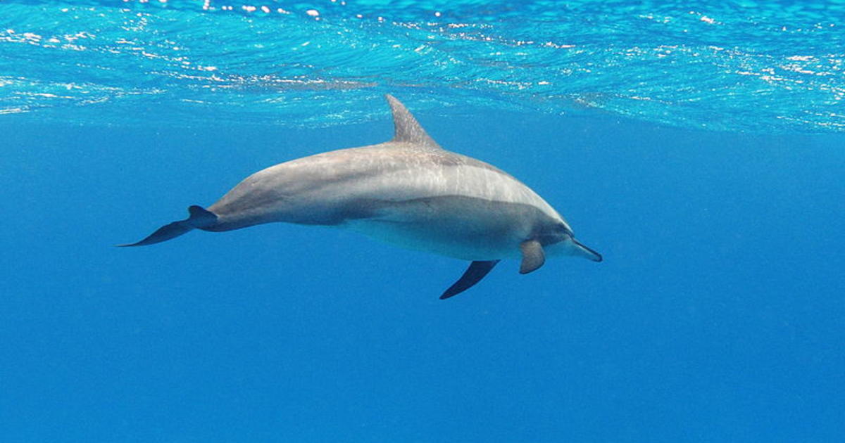 Feds Propose Ban On Swimming With Hawaii Dolphins Cbs San Francisco