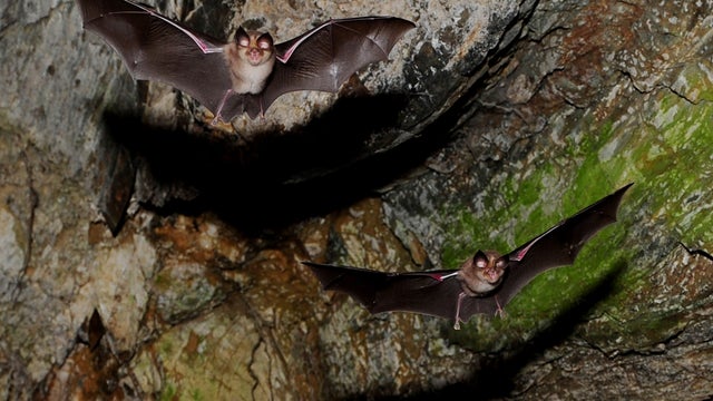 Bats fly in a cave by the river Danube near Bazias, some 300 miles west of Bucharest, Romania 