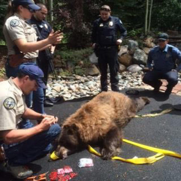 Breckenridge bear rescue 1 
