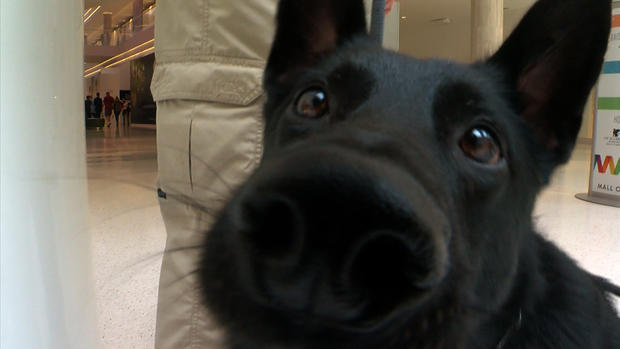 Mall Of America Bomb-Sniffing Dog 
