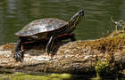 turtle.jpg 