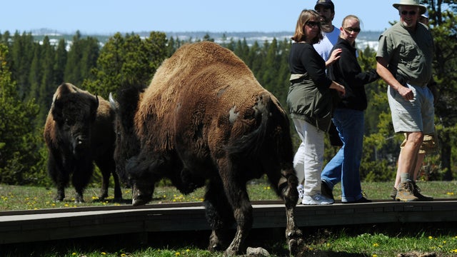 yellowstone-bison-gettyimages-115032717.jpg 