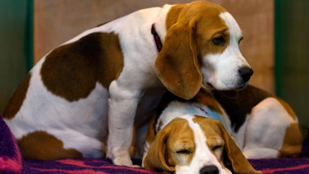 beagles-gettyimages-515348706.jpg 