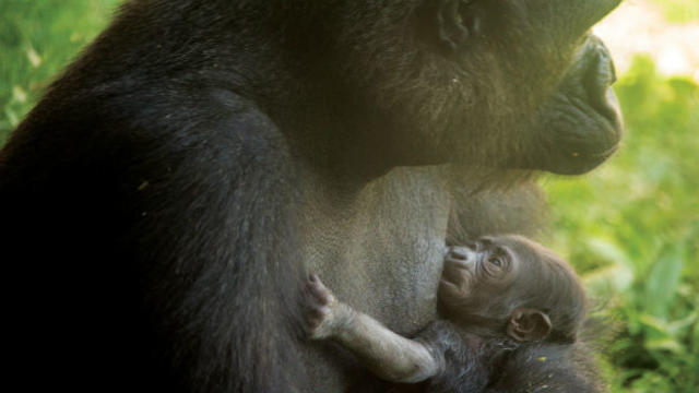 mom-and-baby-gorilla.jpg 