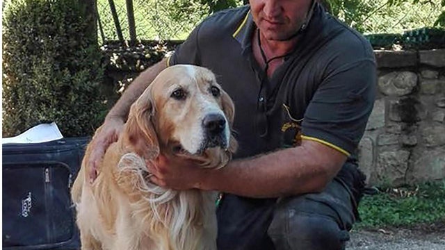 italy-quake-dog-rescue-ap-16246590417094.jpg 