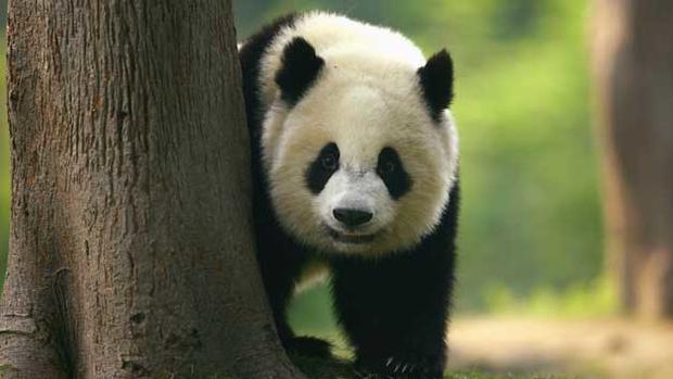 giant-panda-cub 