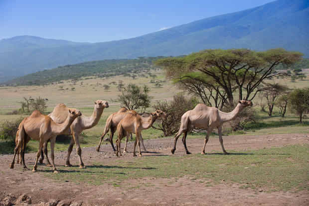 camel tanzania 