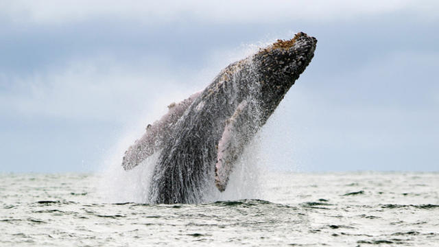 humpback-whale.jpg 