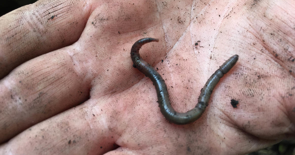 Be on the lookout for "earthworms on steroids" that jump a foot in the air and shed their tails