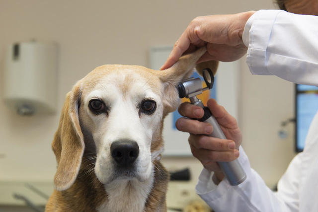 9 ways to get cheap or free vet care for your pet