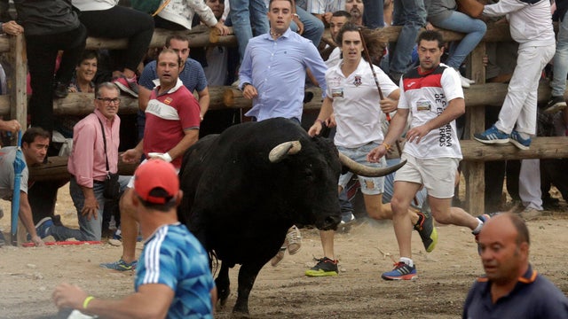 Revellers run in front of a bull, named &ldquo;Pelado&rdquo; during the Toro de la Pena, formerly known as Toro de la Vega (Bull of the Plain) festival, in Tordesillas, Spain 