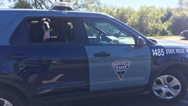 State police great dane 