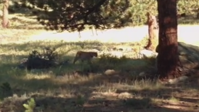 mountain-lion-from-rmnp-facebook.png 