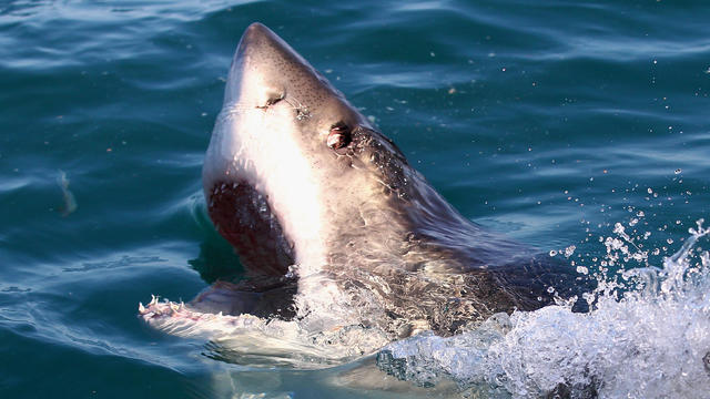 A great white shark swims in Shark Alley near Dyer Island on July 8, 2010, in Gansbaai, South Africa. 