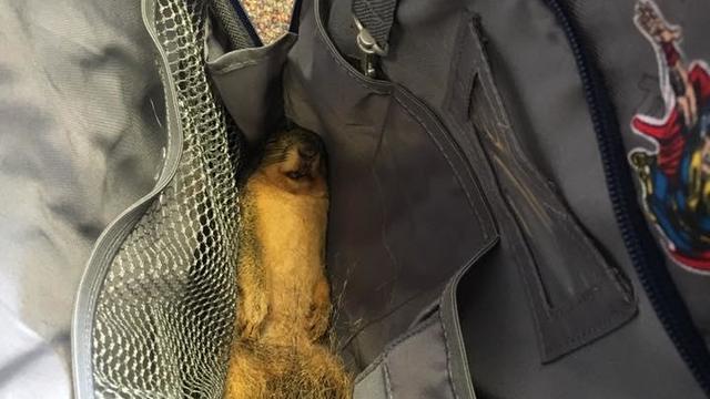 squirrel-in-backpack.jpg 