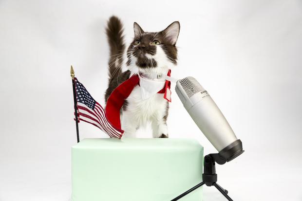 acc-cat-election-promo-1 